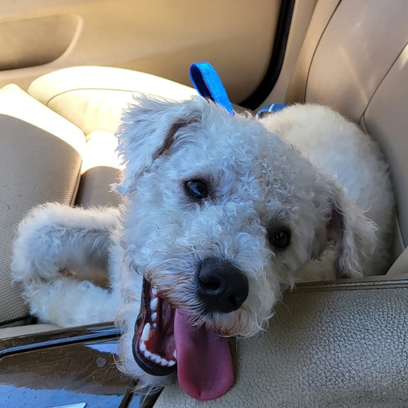 Meet your Posher, Ai - Picture 2 of 2